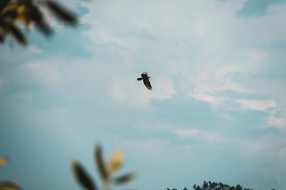 sort fugl flyver, flyvende, fugl, bytte, dagtimerne, ørn, himmel, Sky, blad, natur, sommer, blå himmel, flyve, dyre temaer, dyr i naturen, dyreliv, dyr, et dyr, hvirveldyr, sky - himmel, Midt i luften, lav vinkel visning, ingen mennesker, skønhed i naturen, dag, insekt, plante, spredte vinger, hvirvelløse, udendørs, 5K