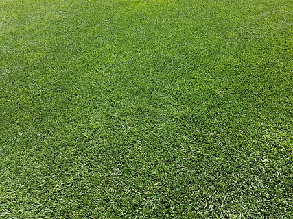 groen grasveld, stormloop, siergras, groen, gehandhaafd, perfect, Engels gazon, gazon zorg, gazon onderhouden, weelderig groen, krachtig, intens groen, gazon park, achtergrond afbeelding, pisa, Italië, groene kleur, gras, fabriek, volledig kader, achtergronden, sport, speelveld, veld-, natuur, land-, geen mensen, getextureerde, voetbalveld, gazon, hoge hoekmening, groei, milieu, Amerikaans voetbalveld, voetbal, buitenshuis, groen - golfbaan, getextureerd effect, 4K, CC0, publiek domein, royaltyvrij