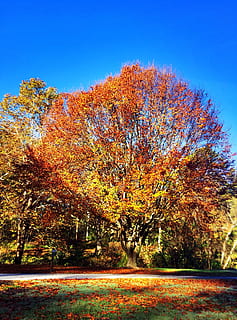 caure, arbre, parc, cel blau, tardor, naturalesa, paisatge, fullatge, bosc, taronja, groc, vermell, temporada, fulles, colorit, octubre, de novembre, cruixent, canvi, planta, bellesa a la natura, color taronja, tranquil·litat, escena tranquil·la, creixement, dia, escenics - natura, cap gent, cel, terra, idíl·lic, cel clar, llum solar, escena no urbana, medi ambient, a l'aire lliure, condició natural, 2K, CC0, domini públic, lliure de regalies