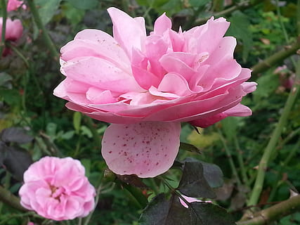 flydende, blomst, Rose, lyserød farve, blomstrende plante, plante, skønhed i naturen, kronblad, sårbarhed, skrøbelighed, tæt på, friskhed, blomsterstand, blomsterhoved, vækst, fokus på forgrunden, natur, ingen mennesker, dag, rosenblomst, udendørs, blødhed, 2K, CC0, offentligt domæne, royaltyfrie