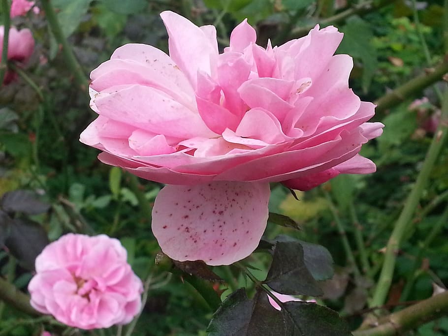 flydende, blomst, Rose, lyserød farve, blomstrende plante, plante, skønhed i naturen, kronblad, sårbarhed, skrøbelighed, tæt på, friskhed, blomsterstand, blomsterhoved, vækst, fokus på forgrunden, natur, ingen mennesker, dag, rosenblomst, udendørs, blødhed, 2K