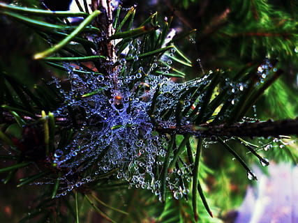 Tropfen, fallen, Makro, Netz, Wassertropfen, Regentropfen, detailliert, Natur, Baum, Nadeln, Wald, Pflanze, Nahansicht, Wachstum, keine Leute, Tag, grüne Farbe, Fokus auf den Vordergrund, Schönheit in der Natur, Pflanzenteil, Blatt, Wasser, nass, gefroren, selektiver Fokus, kalte Temperatur, draußen, Eis, Tau, 4K, CC0, gemeinfrei, lizenzfrei