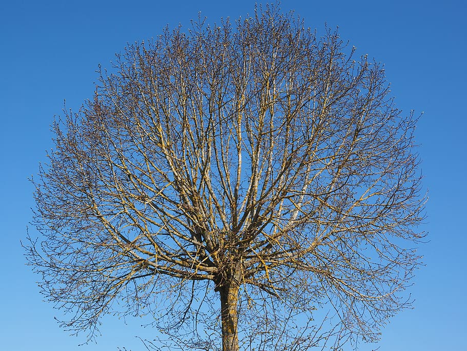 arbre, kahl, primavera, oms, estètic, globosa, brollar, corona, arbre solitari, sola, cel, vista d’angle baix, blau, planta, branca, arbre nu, cel clar, cap gent, naturalesa, bellesa a la natura, dia, tronc de l'arbre, tranquil·litat, tronc, a l'aire lliure, creixement, silueta, escenics - natura, arbre únic, copa de l'arbre, 4K