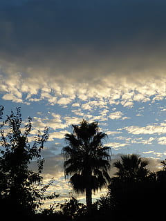 palme, tramonto, nuvole, cieli, sera, sud della Francia, Montpellier, crepuscolo, natura, albero, cielo, silhouette, nuvola - cielo, pianta, crescita, bellezza nella natura, la tranquillità, Inquadratura dal basso, Palma, scenics - natura, clima tropicale, scena tranquilla, nessuno, all'aperto, scena non urbana, idilliaco, luce del sole, cima dell'albero, palma da cocco, 4K, CC0, dominio pubblico, privo di copyright