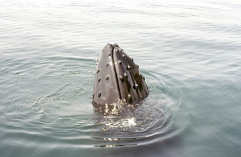 Buckel, Wal, Cape Cod, Wasser, Meer, ein Tier, keine Leute, Tiere in freier Wildbahn, Tierthemen, Tierwelt, Schwimmen, Tier, Tag, unter wasser, Leben im Meer, Wassersäugetier, Marine, Säugetier, Bewegung, Natur, draußen, gewellt, 4K, CC0, gemeinfrei, lizenzfrei