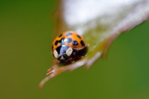 mariehøne, tæt, insekt, bille, natur, makro, lykkeamulet, dyr, blad, punkter, makro foto, et dyr, dyre temaer, hvirvelløse, dyreliv, dyr i naturen, tæt på, fik øje på, ingen mennesker, selektiv fokusering, dag, fokus på forgrunden, udendørs, plante, lille, plante del, dyr øje, 2K, CC0, offentligt domæne, royaltyfrie