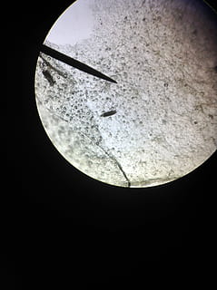 microscope, observed, Microscope, observed, microscope observation, astronomy, moon, no people, science, nature, exploration, sky, space, night, beauty in nature, close-up, moon surface, planetary moon, geometric shape, outdoors, scenics - nature, circle, copy space, healthcare and medicine, shape, moonlight, 2K, CC0, public domain, royalty free