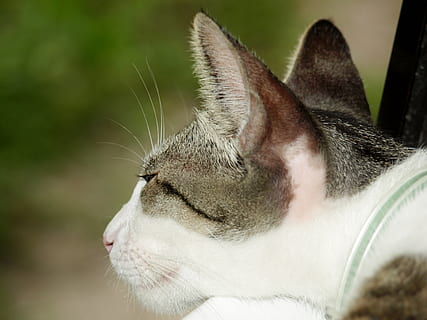 kat, oren, hoofd, rust uit, dier, huisdier, liggen, schattig, grijs, één dier, dierlijke thema's, huisdieren, huiselijk, zoogdier, katachtig, huiskat, gewerveld, detailopname, snorhaar, dierlijke lichaamsdeel, focus op de voorgrond, op zoek, dierenkop, wegkijken, geen mensen, zijaanzicht, profielweergave, dierlijk oog, 2K, CC0, publiek domein, royaltyvrij
