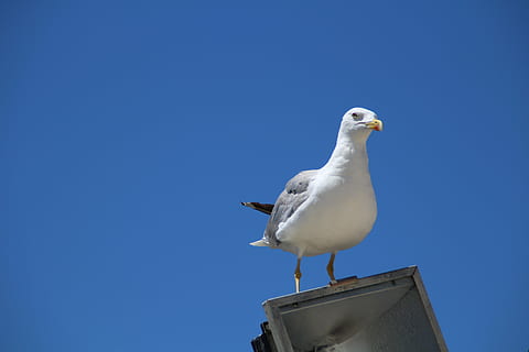 gabbiano, lanterna, cielo, uccello, blu, sedersi, temi animali, animale, vertebrato, fauna selvatica, animali allo stato selvatico, un animale, cielo sereno, appollaiati, Inquadratura dal basso, natura, copia spazio, nessuno, giorno, all'aperto, Colore bianco, colomba - uccello, 5K, CC0, dominio pubblico, privo di copyright