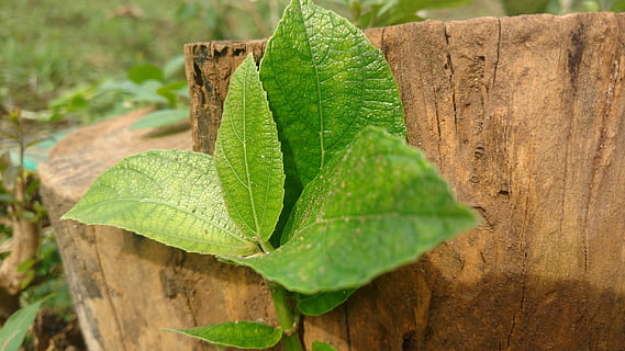 leafs, träd, grön, blad, växtdel, växt, djurteman, grön färg, djur-, natur, inget folk, närbild, ett djur, dag, djur i det vilda, tillväxt, ödla, djurliv, utomhus, trämaterial, fokusera på förgrunden, solljus, reptil, löv, 5K, CC0, offentligt domän, royaltyfria