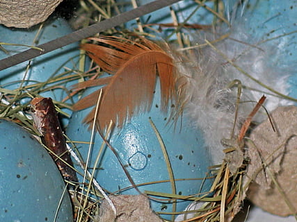 påskeegg, påske nest, påske, vår, dekorasjon, fargerik, egg, fargerike egg, farge, påske dekorasjoner, egg boks, påskeharen, fjær, maling, tilpasset, farget, maleri, påske dekor, malt, colorize, god påske, farget egg, egg kopper, påskeeggmaleri, tegne, vannfarge, blå, maler, dyre temaer, natur, dyr, dyr i naturen, dyreliv, ingen folk, nærbilde, virvelløse, dag, ett dyr, insekt, anlegg, vann, utendørs, tre, plante del, blad, kvist, virveldyr, marine, 1080P, CC0, offentlig domene, opphavsrett gratis