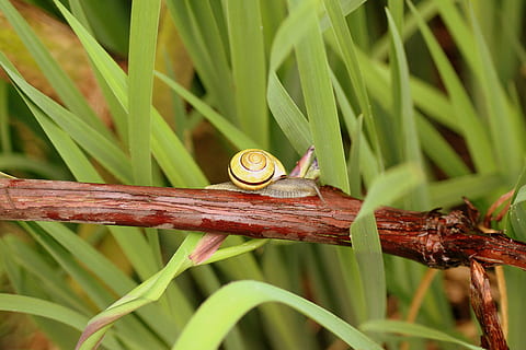 cargol, shell, petxina de mar, gatejar, molluscum, la creació de, naturalesa, animal, temes d'animals, fauna animal, planta, animals a la natura, un animal, cap gent, primer pla, invertebrat, color verd, dia, rèptil, herba, a l'aire lliure, full, part de la planta, vertebrats, mol·lusc, rastreig, selva tropical, fulla d'herba, 4K, CC0, domini públic, lliure de regalies