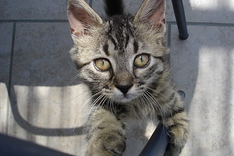Katze, betteln, wild, inländisch, katzenartig, Haustiere, Hauskatze, Säugetier, ein Tier, Kamera betrachten, Porträt, Wirbeltier, keine Leute, Whisker, Nahansicht, Tag, Entspannung, Fokus auf den Vordergrund, tabby, Tierauge, gelbe Augen, 2K, CC0, gemeinfrei, lizenzfrei