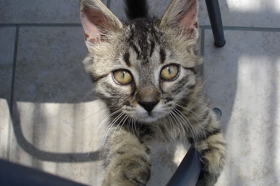 Katze, betteln, wild, inländisch, katzenartig, Haustiere, Hauskatze, Säugetier, ein Tier, Kamera betrachten, Porträt, Wirbeltier, keine Leute, Whisker, Nahansicht, Tag, Entspannung, Fokus auf den Vordergrund, tabby, Tierauge, gelbe Augen, 2K