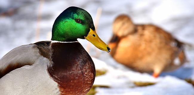 Pato Mallard, Foto de primer plano de terreno de nieve, pato real, machos, un pan, comer, nieve, invierno, AVE acuática, cuenta, ánade real macho, pájaro pato, naturaleza, criatura, vistoso, animal, cerrar, pájaro, animales acuáticos, plumaje, temas de animales, fauna animal, vertebrado, animales en la naturaleza, Pato, aves de corral, un animal, agua, de cerca, nadie, pico, centrarse en primer plano, día, parte del cuerpo del animal, animal macho, ave de agua dulce, 5K, CC0, dominio público, libre de derechos