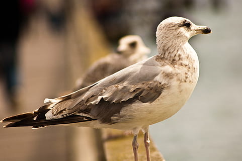 camar, dom, danau, burung, tema binatang, hewan, satwa liar hewan, bertulang belakang, binatang di alam liar, satu binatang, fokus pada latar depan, merapatkan, tampilan samping, hari, alam, tidak ada orang, penuh, di luar rumah, bagian tubuh hewan, bertengger, keindahan di alam, bulu, tampilan profil, 2K, CC0, domain publik, bebas royalti