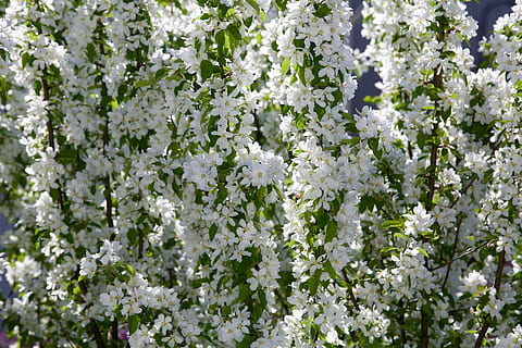 Apfel, Blume, Frühling, Obstbaum, Natur, Baum, blühende Pflanze, Schönheit in der Natur, weiße Farbe, Pflanze, Zerbrechlichkeit, Verletzlichkeit, Frische, Wachstum, Nahansicht, keine Leute, Tag, Vollbild, blühen, draußen, Blütenblatt, selektiver Fokus, Pflanzenteil, Blütenkopf, 5K, CC0, gemeinfrei, lizenzfrei