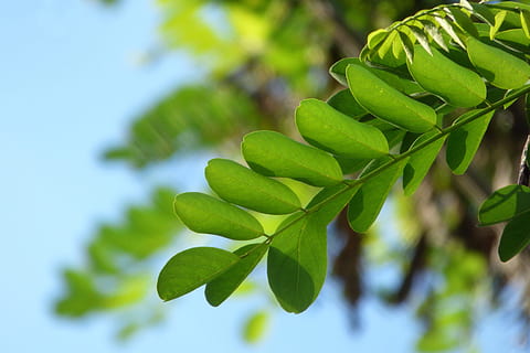 selektiv, fokus fotografering, grøn, blade, blad, grønt blad, træ, natur, plante, lyst blad, afdeling, plante del, grøn farve, vækst, tæt på, skønhed i naturen, ingen mennesker, dag, fokus på forgrunden, friskhed, udendørs, mad og drikke, mad, blå, sollys, selektiv fokusering, 4K, CC0, offentligt domæne, royaltyfrie