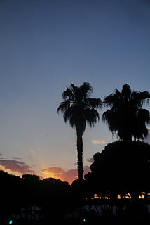 palmer, træer, fyrretræ, solnedgang, skumring, himmel, baggrundsbelysning, tusmørke, silhuet, Arboleda, palmas, skyer, landskab, træ, plante, tropisk klima, Palme træ, skønhed i naturen, natur, scenics - natur, ro, kopiere plads, rolig scene, vækst, ingen mennesker, skyfri himmel, udendørs, orange farve, idyllisk, ikke-urbane scene, kokos palme, 4K, CC0, offentligt domæne, royaltyfrie