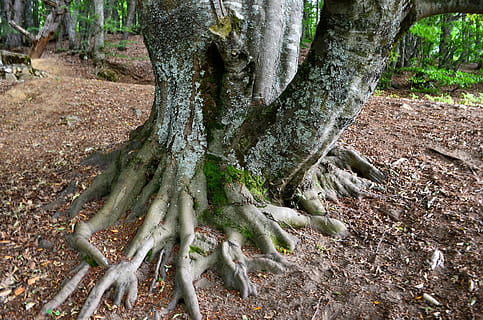 Wald, Baum, Natur, Ast, Landschaft, Pflanze, Bäume, Hochland, natürlicher Truthahn, Grün, Truthahn, wunderschönen, Berg, großartig, Umwelt, natürliches Leben, saubere Luft, Open Air, Frieden, Herbst, die blätter sind, Hintergrund, Baumstamm, Kofferraum, Wachstum, Land, Tag, keine Leute, Ruhe, Schönheit in der Natur, Wurzel, Pflanzenteil, Feld, draußen, grüne Farbe, Moos, High Angle View, Borke, 4K