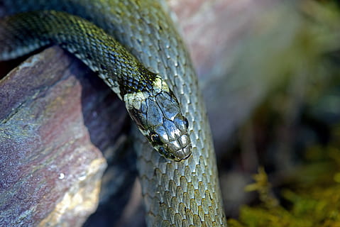 serpente dell'erba, serpenti, rettile, temi animali, animale, fauna selvatica, un animale, vertebrato, animali allo stato selvatico, parte del corpo animale, avvicinamento, scala animale, nessuno, natura, albero, pianta, foresta, testa di animale, foresta pluviale, ambiente, serpente, terra, all'aperto, foresta pluviale tropicale, occhio animale, velenoso, 5K, CC0, dominio pubblico, privo di copyright