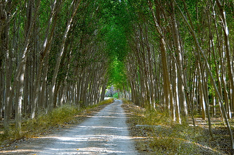 Pappeln, Pfad, Wald, Bäume, üppig, Natur, Baum, Pflanze, der Weg nach vorn, Richtung, Land, Straße, Schönheit in der Natur, Ruhe, abnehmende Perspektive, Wachstum, keine Leute, grüne Farbe, Nicht-städtische Szene, Bambus, Bambushain, Tag, Transport, Fußweg, Bambuspflanze, von Bäumen gesäumt, draußen, lange, 5K, CC0, gemeinfrei, lizenzfrei