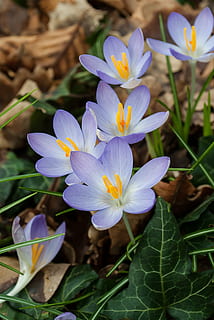 croco, primavera, crochi, fiori, natura, fiore, avvicinamento, giorno, viola, petalo, all'aperto, testa di fiore, nessuno, bellezza nella natura, pianta fiorita, pianta, vulnerabilità, fragilità, freschezza, crescita, infiorescenza, iris, concentrarsi sulle conoscenze acquisite, parte vegetale, polline, 4K, CC0, dominio pubblico, privo di copyright