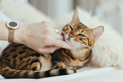 person, bedrift, Brun, kat, hvid, tekstil, person, der holder kat, hånd, sofa, seng, holde øje, ring, kitty, petting, bengal, SmartWatch, rullesten, dyreliv, dyr, indre, indenlandske, indenlandske kat, pattedyr, kæledyr, husdyr, feline, et dyr, en person, hvirveldyr, menneskelig hånd, indendørs, menneskelig kropsdel, voksen, lempelse, kæledyr ejer, bakkenbart, tabby, omsorg, 5K, CC0, offentligt domæne, royaltyfrie
