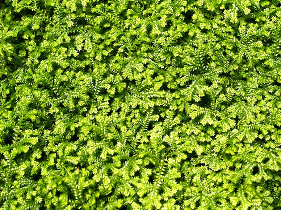 Hintergrund, hell, schließen, Nahansicht, Nahaufnahme Blatt, Einzelheiten, Farn, Farnblatt, Farn verlässt, Farn-Makro, Farn-Pflanze, Flora, Laub, Laub Hintergrund, frisch, Frische, Garten, Grün, grün frisch, grünes Blatt, grüne Blätter, grüne Farbe, Natur, Vollbild, Blatt, Hintergründe, Tag, keine Leute, Pflanze, Pflanzenteil, Schönheit in der Natur, draußen, Wachstum, Blätter, Ruhe, üppiges Laub, Land, lebendige Farbe, 2K