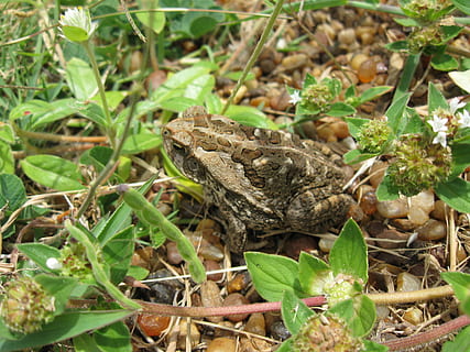 la grenouille, crapaud, la nature, sol, feuilles, animaux, vert, feuille, partie de la plante, plante, animal, thèmes animaux, la faune des animaux, journée, un animal, animaux à l'état sauvage, personne, croissance, champ, sec, terre, fermer, vertébré, mise au point sélective, couleur verte, beauté dans la nature, en plein air, amphibie, 2K, CC0, domaine public, libre de droits