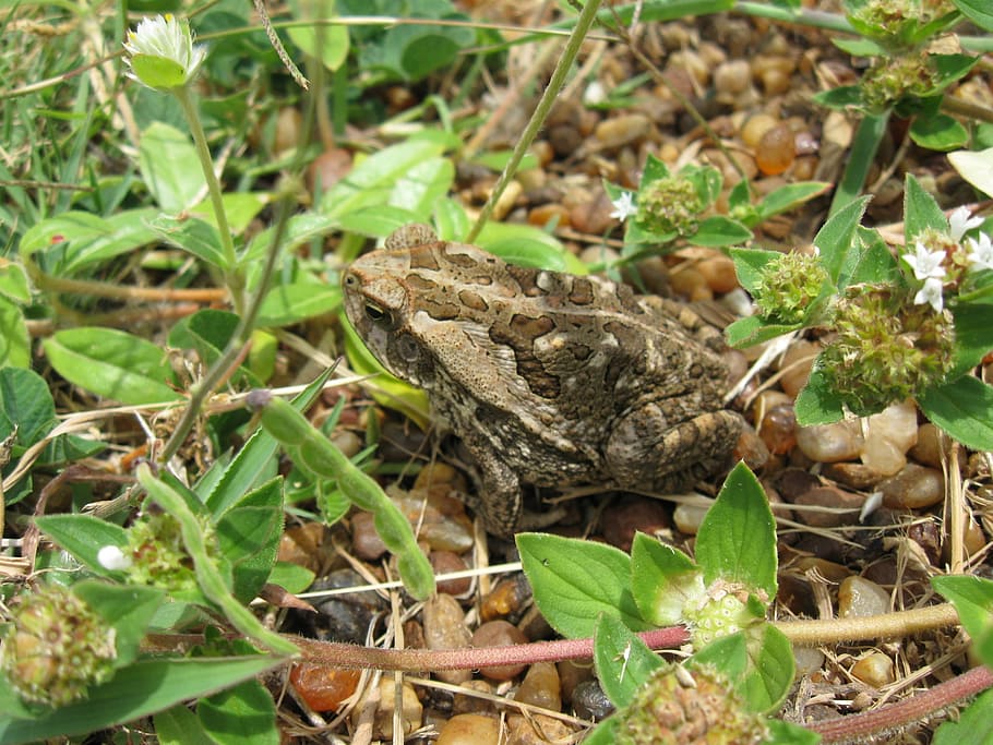 granota, gripau, naturalesa, sòl, fulles, animals, verd, full, part de la planta, planta, animal, temes d'animals, fauna animal, dia, un animal, animals a la natura, cap gent, creixement, camp, sec, terra, primer pla, vertebrats, enfocament selectiu, color verd, bellesa a la natura, a l'aire lliure, amfibi, 2K