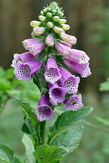 fiore, ditale, foresta, viola, avvicinamento, concentrarsi sulle conoscenze acquisite, nessuno, giorno, pianta fiorita, pianta, bellezza nella natura, vulnerabilità, fragilità, freschezza, crescita, petalo, infiorescenza, testa di fiore, natura, colore rosa, parte vegetale, foglia, un mazzo di fiori, lilla, 1080P, CC0, dominio pubblico, privo di copyright