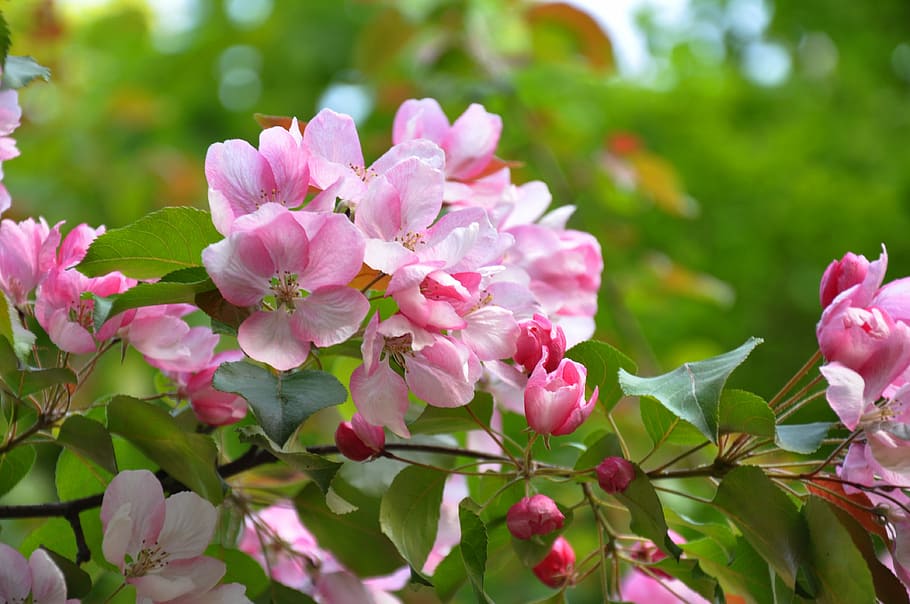 primavera, fiori, albero in fiore, albero, pianta, profumatamente, natura, fioritura, rosa, ramo, fiore, pianta fiorita, colore rosa, bellezza nella natura, freschezza, vulnerabilità, fragilità, crescita, petalo, avvicinamento, parte vegetale, foglia, infiorescenza, testa di fiore, colore verde, nessuno, giorno, giardino, all'aperto, morbidezza, lilla, 4K