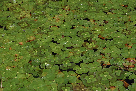 lilje, kløver, blad, fire, plante, akvatiske, invasiv, blomst, liljer, blomster, planter, flora, grøn farve, fuld ramme, plante del, baggrunde, skønhed i naturen, vækst, dag, høj vinkel visning, ingen mennesker, natur, overflod, flydende, åkande, tæt på, sø, vand, flyder på vandet, udendørs, blade, lotus vandlilje, 5K, CC0, offentligt domæne, royaltyfrie