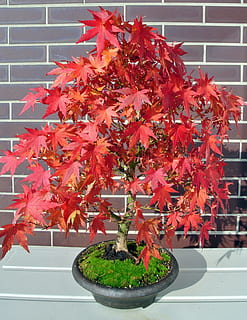 bonsai, javor, podzim listí, strom, bonsai strom, Příroda, Červené, rostlina, rostlinné části, podzim, list, růst, hrnkové rostliny, změna, nikdo, venku, den, krása v přírodě, detail, oranžová barva, architektura, stůl, stavba, Javorový list, listy, 2K, CC0, veřejná doména, bez autorských práv