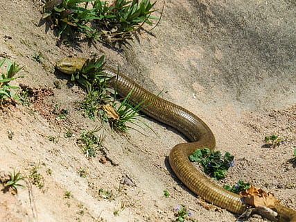 serpiente, lagartija, gatear, escala, cazar, planta, vista de alto ángulo, naturaleza, crecimiento, día, nadie, tierra, animales en la naturaleza, fauna animal, animal, temas de animales, reptil, al aire libre, un animal, cactus, sólido, planta en maceta, luz del sol, arena, planta suculenta, marina, 4K, CC0, dominio público, libre de derechos