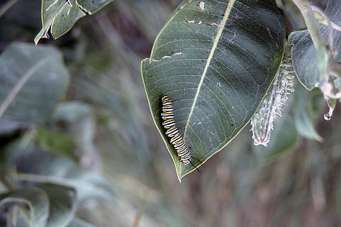badlands caterpillar, close, photo, caterpillar, leaf, insect, bug, plant, plant part, close-up, nature, no people, growth, beauty in nature, outdoors, selective focus, day, leaf vein, green color, animal, fragility, focus on foreground, forest, land, environment, food, 4K, CC0, public domain, royalty free