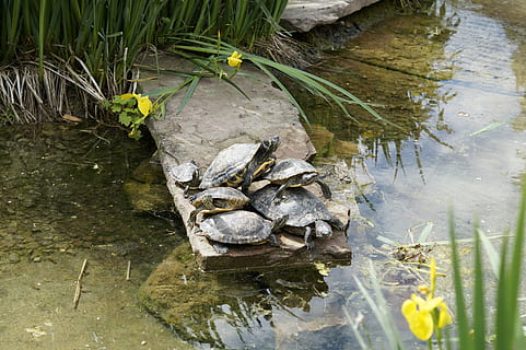 tartarughe, crogiolarsi, panzer, guscio di tartaruga, disegno, acqua, stagno, animale, lago, rettile, riposo, viso, ritratto, zoo, creatura, allo stagno, Sulla spiaggia, blindato, sull'acqua, riflessione, pianta, natura, vista dall'alto, nessuno, giorno, lungomare, fauna selvatica, foglia, temi animali, parte vegetale, crescita, vertebrato, animali allo stato selvatico, all'aperto, anfibio, galleggia sull'acqua, superficiale, 5K, CC0, dominio pubblico, privo di copyright