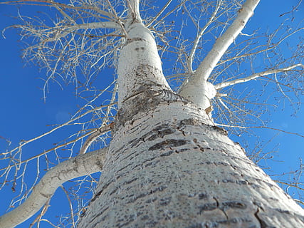 arbre, perspectiva, escorça, tronc, fusta, bosc, cel, naturalesa, medi ambient, vista d’angle baix, planta, tronc de l'arbre, blau, branca, arbre nu, cap gent, dia, llum solar, tranquil·litat, fons, creixement, cel clar, bellesa a la natura, a l'aire lliure, textura, directament a sota, copa de l'arbre, 4K, CC0, domini públic, lliure de regalies