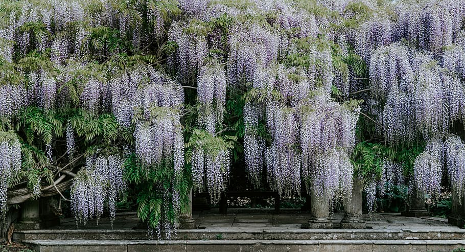 verd, fulles, lot de plantes, flors blanques, flor, pas, arbre, penjant, planta, glicines, lila, porpra, naturalesa, branca, a l'aire lliure, jardí, pilar, planta d’escalada, escalador, wisterium, escala, salze, creixement, planta amb flors, bellesa a la natura, dia, cap gent, frescor, fragilitat, vulnerabilitat, parc - l'home va fer espai, tranquil·litat, vinya, parc, espígol, terra, 8K
