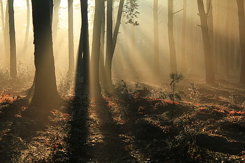 grønn, trær, skog, Sunray, sollys, skogfoto, lys, solskinn, solstråler, tre, anlegg, skjønnhet i naturen, ro, land, ingen folk, trestamme, stamme, tåke, naturskjønnhet - natur, natur, rolig scene, dag, vekst, solstråle, utendørs, streaming, disig, 5K, CC0, offentlig domene, opphavsrett gratis