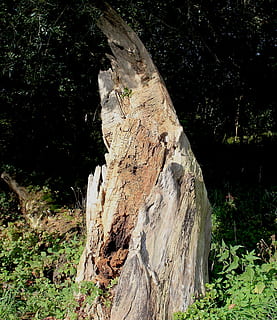 Baumstumpf, Baum, Baumstamm, verrotten, Waldrand, alt, Pflanze, Natur, Land, Tag, Borke, keine Leute, Wald, Holz - Material, draußen, Ruhe, Sonnenlicht, texturiert, Holz, Wachstum, Kofferraum, Schönheit in der Natur, Nahansicht, tote Pflanze, 2K, CC0, gemeinfrei, lizenzfrei