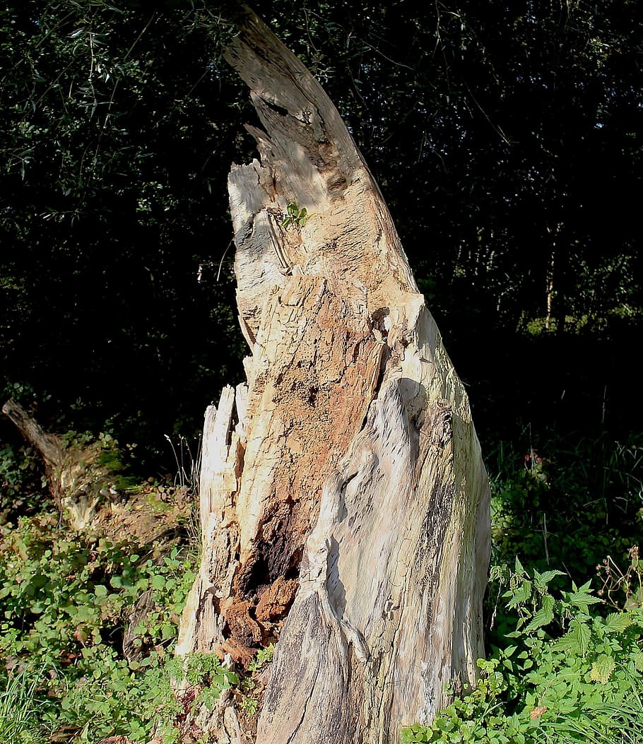 monstre de l'arbre, arbre, tronc de l'arbre, podridura, vora del bosc, vell, planta, naturalesa, terra, dia, escorça, cap gent, bosc, material de fusta, a l'aire lliure, tranquil·litat, llum solar, textura, fusta, creixement, tronc, bellesa a la natura, primer pla, planta morta, 2K