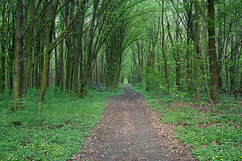 les, cesta, silnice, stromy, dovolená, cestovní ruch, letní, procházka, Příroda, strom, pěšina, venku, list, krajina, zelená barva, rostlina, přistát, cesta vpřed, klid, směr, růst, klidné scény, kmen stromu, kufr, krása v přírodě, perspektiva, den, mimoměstské scény, nikdo, treelined, bambus - rostlina, 4K, CC0, veřejná doména, bez autorských práv