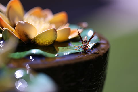 insecte, font, resum, sprue, fruita, menjar i beguda, primer pla, menjar, enfocament selectiu, alimentació saludable, cap gent, naturalesa, frescor, flor, planta amb flors, a l'aire lliure, planta, vidre, bellesa a la natura, copa, fruita de poma, aigua, color verd, porpra, berenar, 5K, CC0, domini públic, lliure de regalies