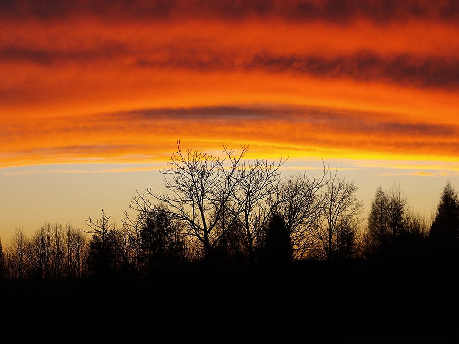 vest, soare, apus de soare, portocaliu cer, cer, copaci, silhouetts, culoare portocalie, siluetă, copac, scenics, o scenă liniștită, plantă, scenice - natura, frumusețe în natură, liniște, nor - cer, nici o persoana, natură, arbore gol, idilic, scenă non-urbană, mediu inconjurator, peisaj, creştere, în aer liber, 2K