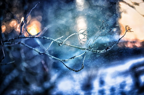 Ondiep, focus fotografie, boomtakken, boom, tak, winter, sneeuwval, Finland, natuur, Bos, landschap, koude, vorst, buitenshuis, blauw, licht, ijs-, wit, takken, hemel, toneel-, seizoen, horizontaal, ZE, bedekt, weer, zonsondergang, bevroren, sneeuw, ijzig, klimaat, storm, zing, temperatuur-, koude temperatuur, Kerstmis, detailopname, geen mensen, focus op de voorgrond, fabriek, selectieve aandacht, kalmte, takje, schoonheid in de natuur, kale boom, 2K, CC0, publiek domein, royaltyvrij