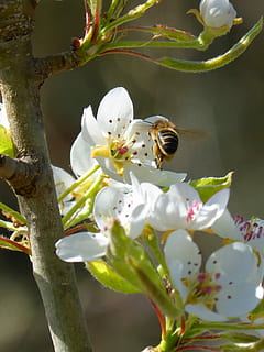 蜂, 昆虫, フライト, lib lib, ミツバチの飛行, 開花マルメロ, 花, 一匹の動物, 動物のテーマ, 野生の動物, もろい, 無人, 開花植物, 工場, 脆弱性, 自然の美しさ, 鮮度, 成長, 花弁, 動物の野生動物, フラワーヘッド, 動物, 木, 閉じる, 無脊椎動物, 花粉, 白色, 春, 屋外, 受粉, 桜の花, 2K, CC0, パブリックドメイン, ロイヤリティフリー