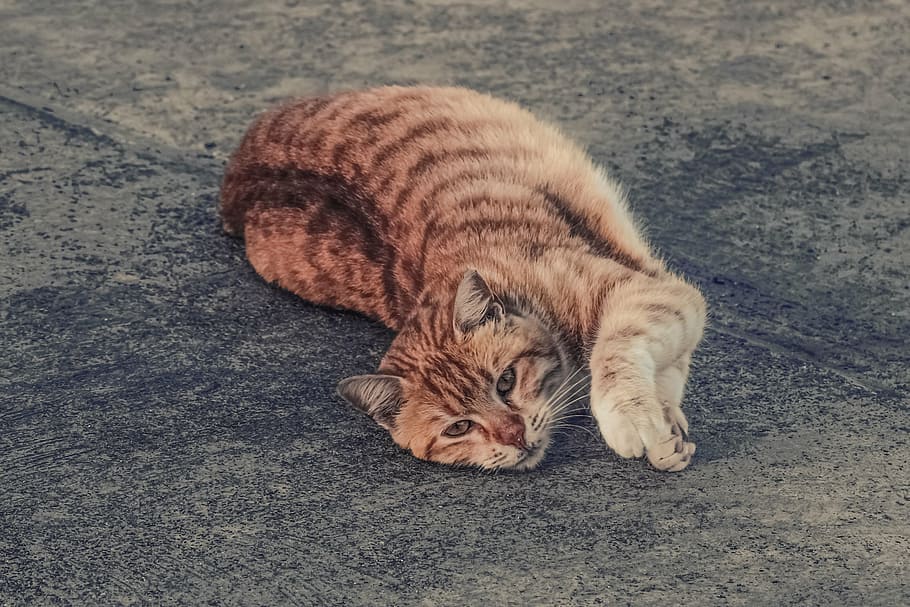 gatto, vagante, soriano, rosso, cattivo, lezioso, animale, adorabile, strada, analizzare, cercare, guardare, carina, un animale, temi animali, sdraiarsi, gatto domestico, vista dall'alto, rilassamento, animali domestici, addormentato, mammifero, felino, domestico, vertebrato, nessuno, riposo, giorno, baffo, occhi chiusi, testa di animale, gatto rosso, 2K