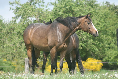 heste, kobling, grøn, dyr, dyre temaer, pattedyr, husdyr, dyreliv, plante, indenlandske, hvirveldyr, hest, kæledyr, Mark, jord, græs, et dyr, natur, træ, planteædende, ingen mennesker, dag, udendørs, 4K, CC0, offentligt domæne, royaltyfrie
